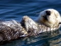 Pacific Sea Otter