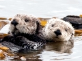 Pacific Sea Otter