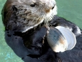 Pacific Sea Otter