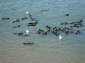 Pacific Sea Otter