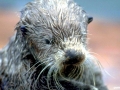 Pacific Sea Otter