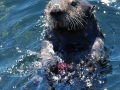 Pacific Sea Otter