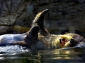 Pacific Sea Otter