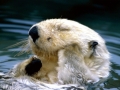 Pacific Sea Otter
