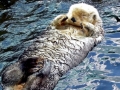 Pacific Sea Otter