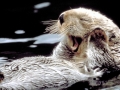 Pacific Sea Otter
