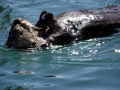 Pacific Sea Otter