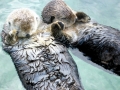 Pacific Sea Otter