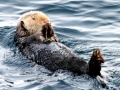 Pacific Sea Otter