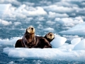 Pacific Sea Otter