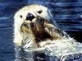 Pacific Sea Otter