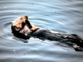 Pacific Sea Otter