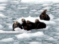 Pacific Sea Otter
