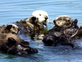 Pacific Sea Otter