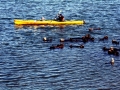 Pacific Sea Otter
