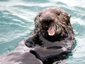 Pacific Sea Otter