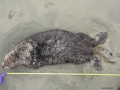 Pacific Sea Otter