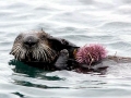 Pacific Sea Otter