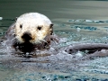 Pacific Sea Otter