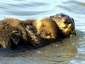 Pacific Sea Otter