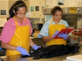 Pacific Sea Otter