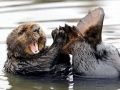 Pacific Sea Otter