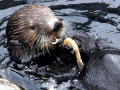 Pacific Sea Otter