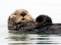 Pacific Sea Otter
