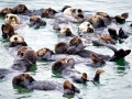 Pacific Sea Otter