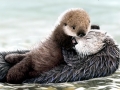 Pacific Sea Otter