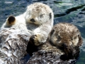 Pacific Sea Otter