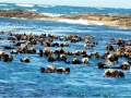 Pacific Sea Otter