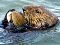Pacific Sea Otter