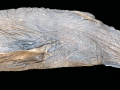 Pacific Sleeper Shark
