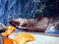 Pacific Sleeper Shark