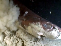 Pacific Sleeper Shark