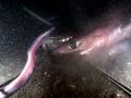Pacific Sleeper Shark