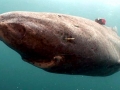Pacific Sleeper Shark