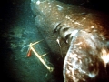 Pacific Sleeper Shark