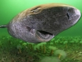 Pacific Sleeper Shark