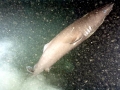 Pacific Sleeper Shark