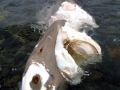 Pacific Sleeper Shark