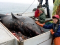 Pacific Sleeper Shark