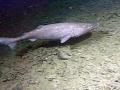 Pacific Sleeper Shark