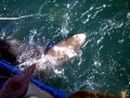 Pacific Sleeper Shark