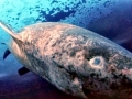 Pacific Sleeper Shark