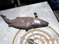 Pacific Sleeper Shark
