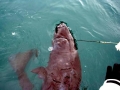 Pacific Sleeper Shark