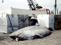 Pacific Sleeper Shark