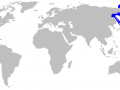 Pacific Sleeper Shark